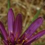 Salsify (Tragopogon porrifolius): Also called Oyster Plant as the roots are suppose to taste like oysters. From Europe.